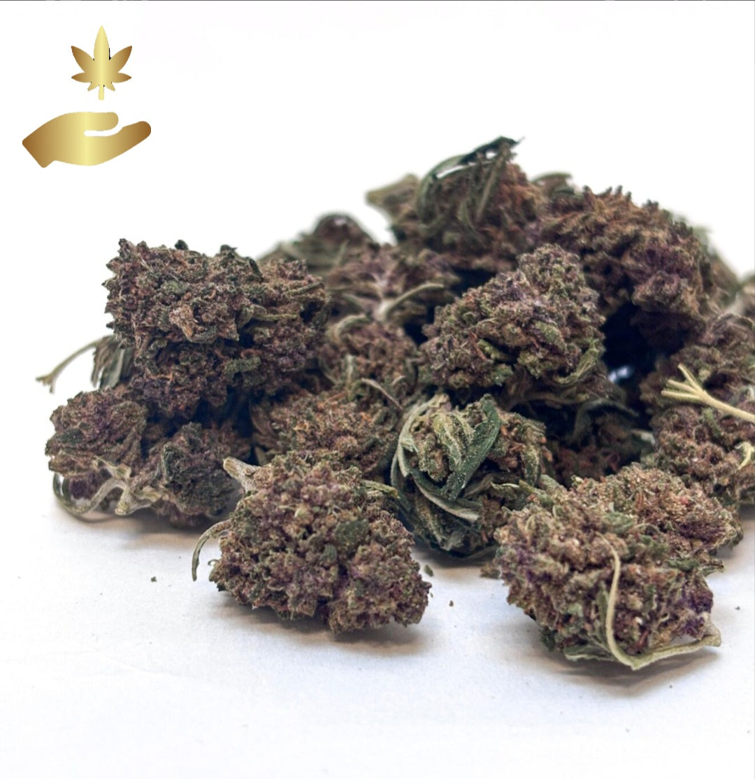 SAPHIR KUSH SMALL/MIDDLE BUDS - Glasshouse